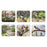 Ashdene Small Birds Coaster 6pk