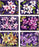 Cinnamon 'Orchid Garden' Coasters Set of 6